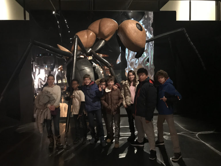 Exposition “Fourmis” au MHN – Décembre 2017